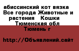 абиссинский кот вязка - Все города Животные и растения » Кошки   . Тюменская обл.,Тюмень г.